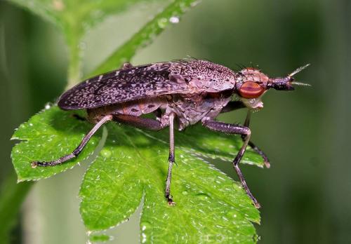 Euthycera cribrata